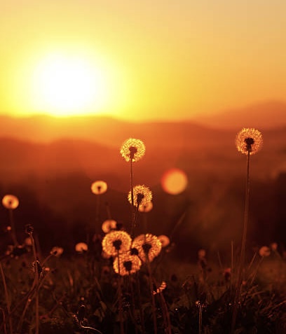 dandelions at sunset